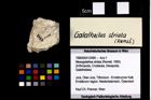 Foto (Objekt + Etikett) von Mesogalathea striata (Remeš, 1895)  (NHMW-GEO-1990-0041-2485)